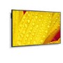 NEC ME551 55" 4K UHD Large Format Display